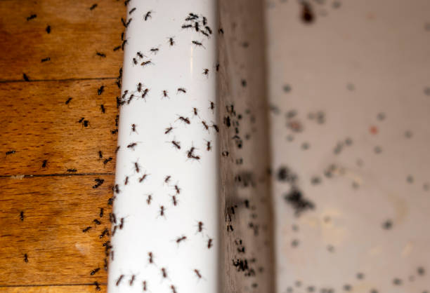 Best Emergency Pest Control  in Plum, PA